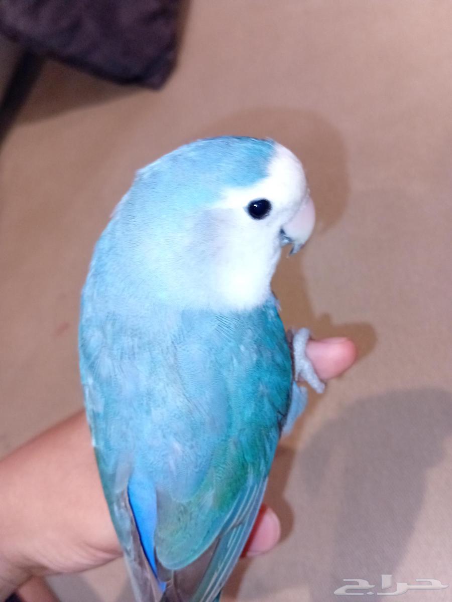 Bird and Parrot Sales and Purchase - Sale Listing Form64463390388866112