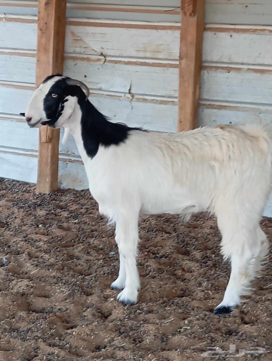 Jafrah trunk strong64461870501377110