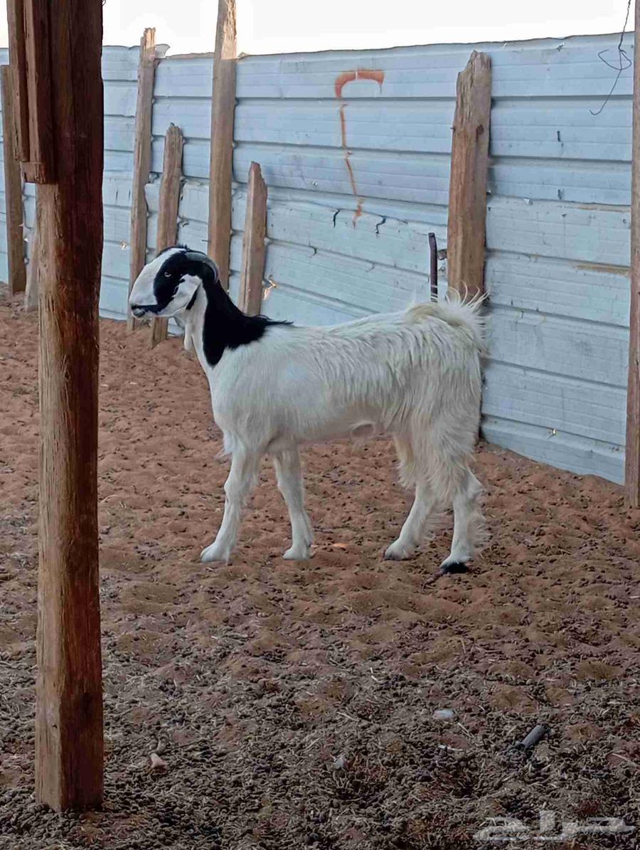 Jafrah trunk strong64461870501377112