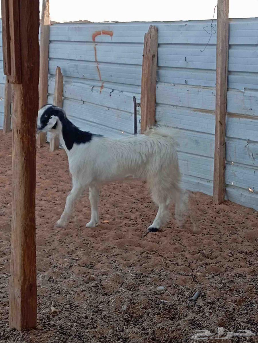 Jafrah trunk strong64461870501377113