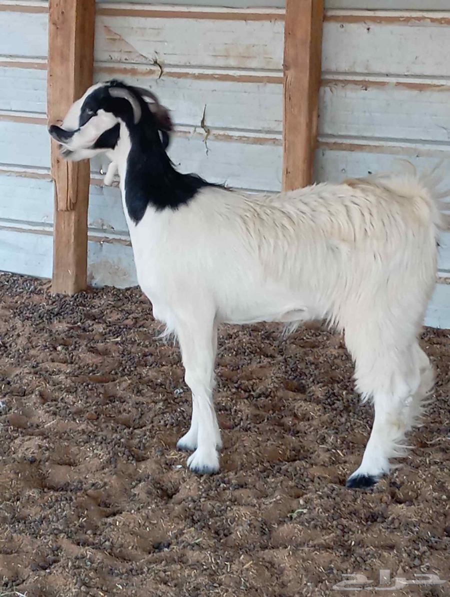 Jafrah trunk strong64461870501377111