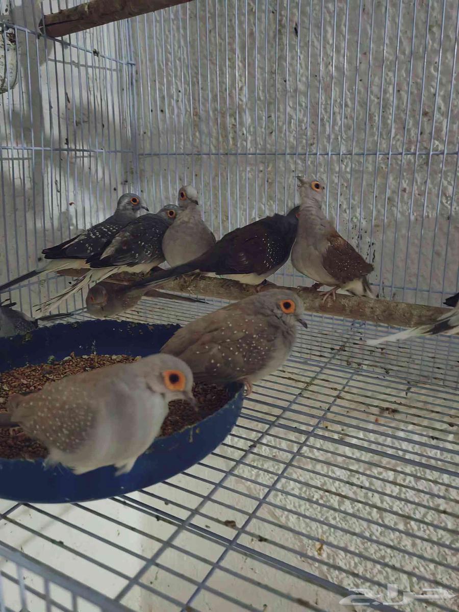 حمام يمام عشرة ازوج بني ورصاصي علة السوم64458960560513110