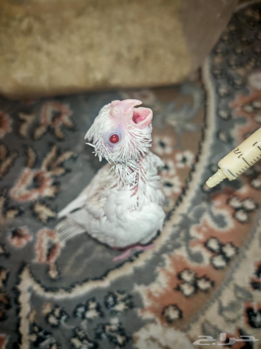 للبيع كروان البينو64457309554819110