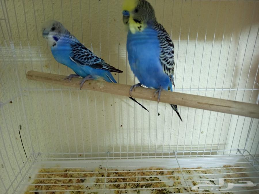 طيور الزينه64460625217667110