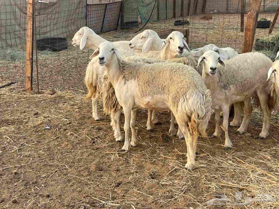 Sheep with freedoms, forest, young male, pasture, price, the seller is generous, sold64463087998722110
