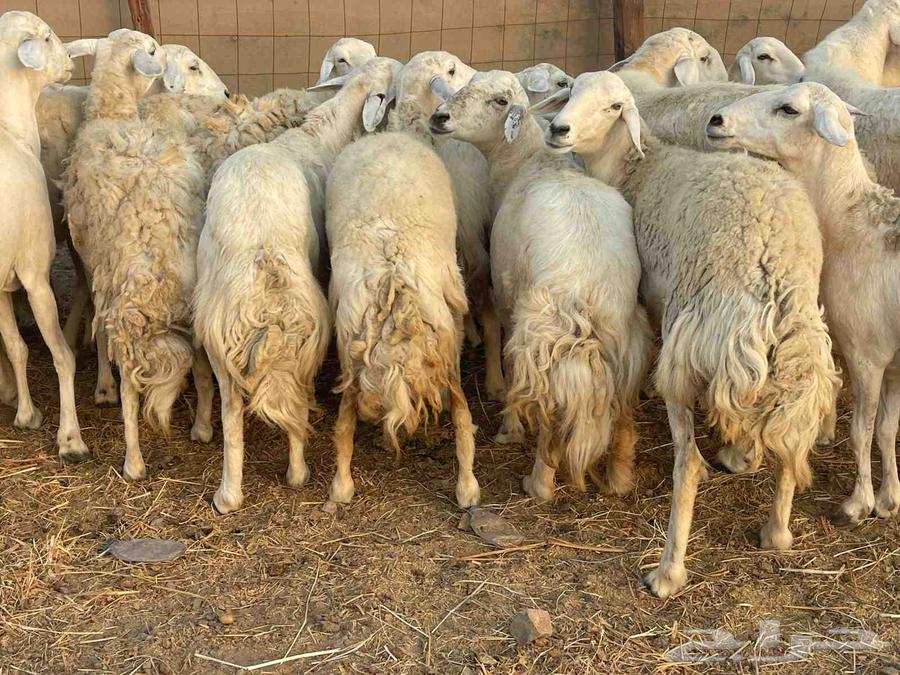 Sheep with freedoms, forest, young male, pasture, price, the seller is generous, sold64463087998722112