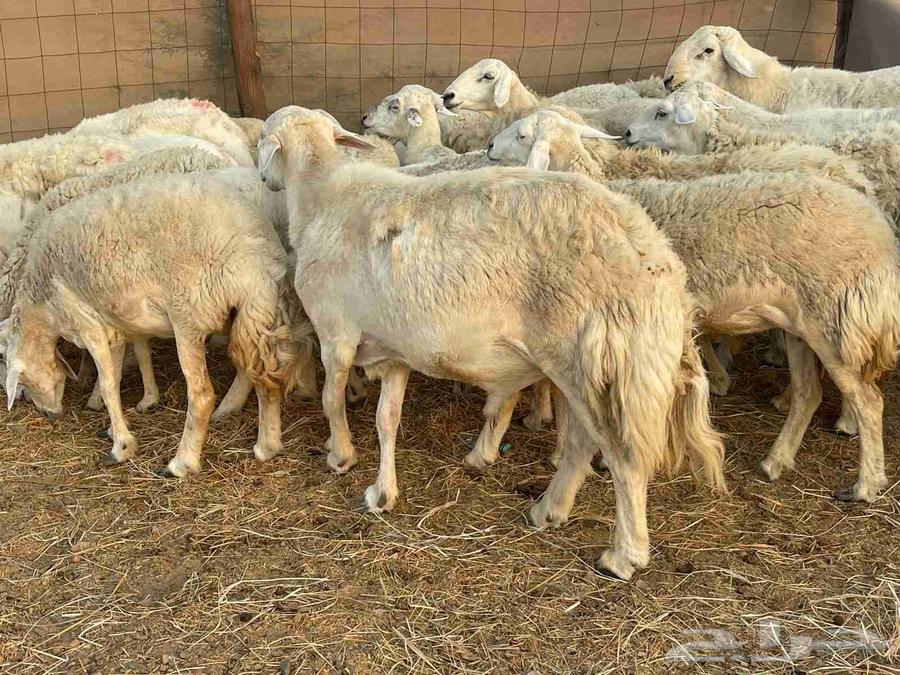 Sheep with freedoms, forest, young male, pasture, price, the seller is generous, sold64463087998722113