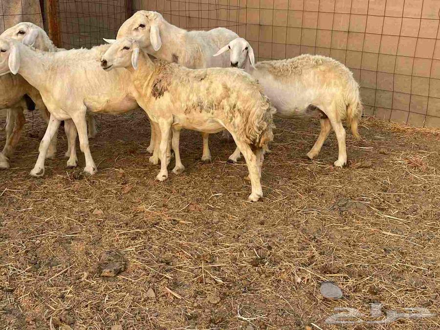 Sheep with freedoms, forest, young male, pasture, price, the seller is generous, sold64463087998722111