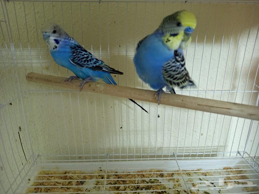 طيور الزينه64460625217667111