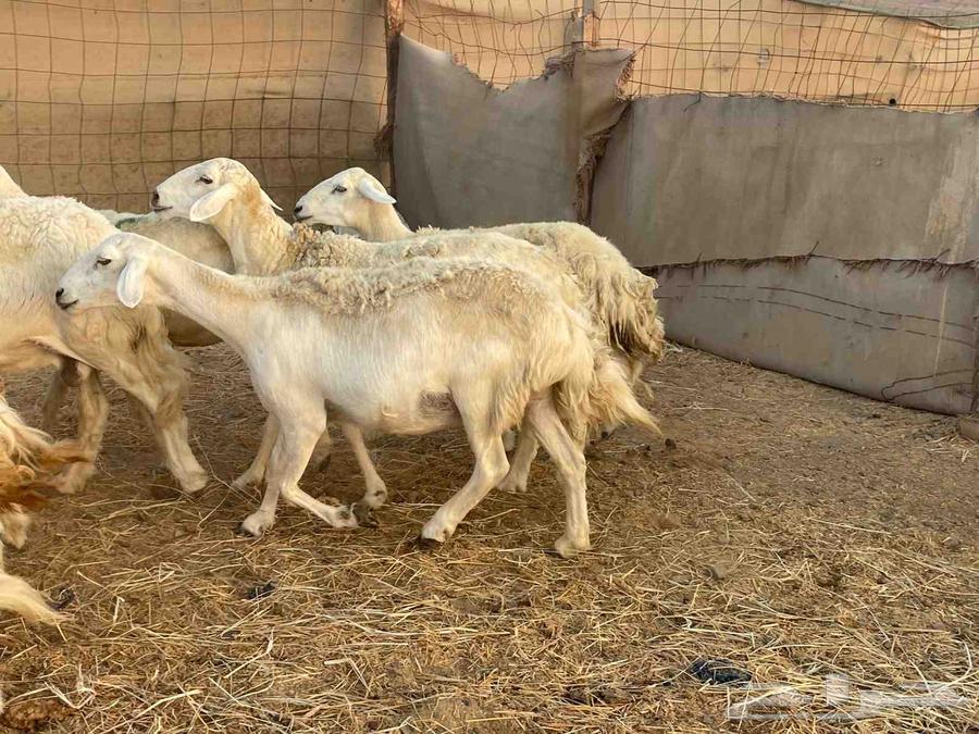 Sheep with freedoms, forest, young male, pasture, price, the seller is generous, sold64463087998722114