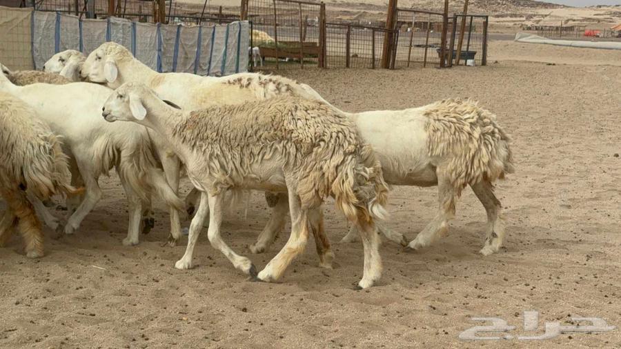 اعرض لكم اليوم غنم حريات رخال ضغط عالي صنف64458900714113110