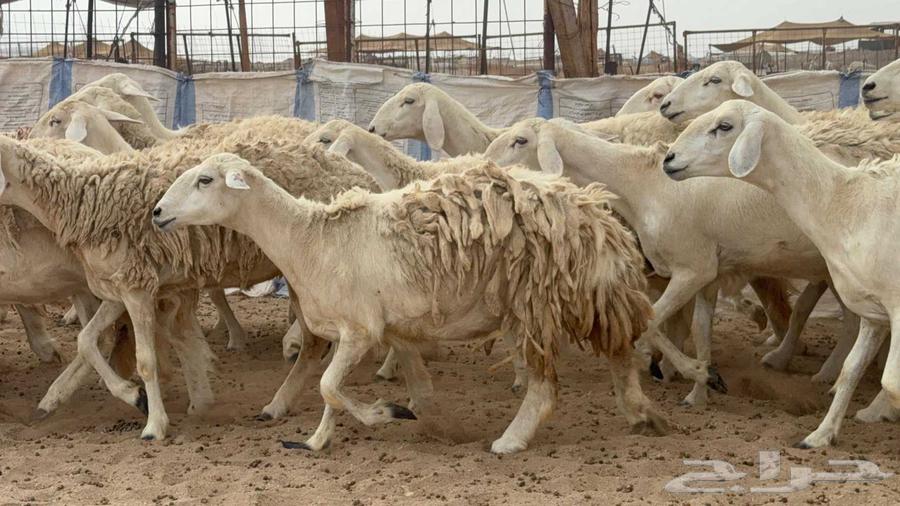 اعرض لكم اليوم غنم حريات رخال ضغط عالي صنف64458900714113114