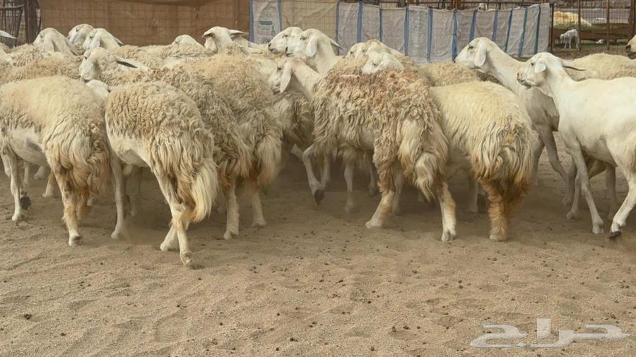 اعرض لكم اليوم غنم حريات رخال ضغط عالي صنف64458900714113111