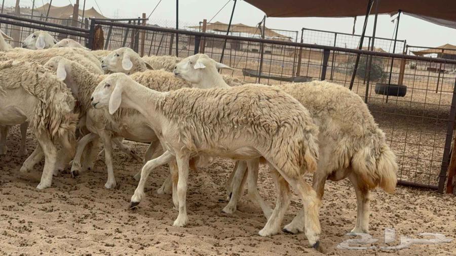 اعرض لكم اليوم غنم حريات رخال ضغط عالي صنف64458900714113112