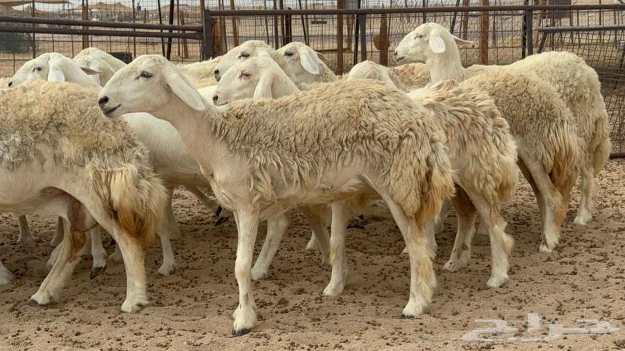 اعرض لكم اليوم غنم حريات رخال ضغط عالي صنف64458900714113113