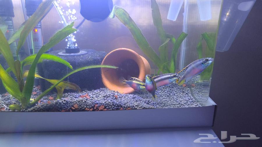حوض سمك للبيع مقاس 35 سم بالاسماك64464153606530110