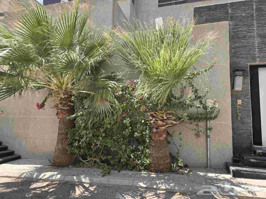 نخل واشنطني للبيع64459468752770112