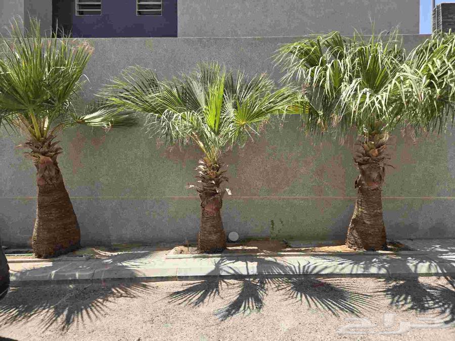 نخل واشنطني للبيع64459468752770113