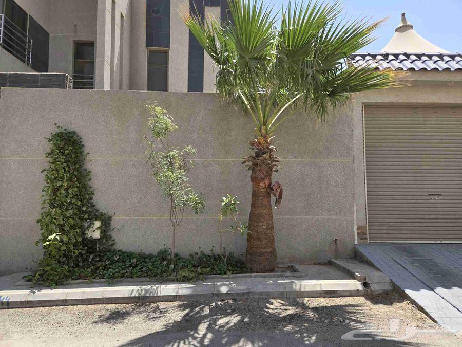 نخل واشنطني للبيع64459468752770110