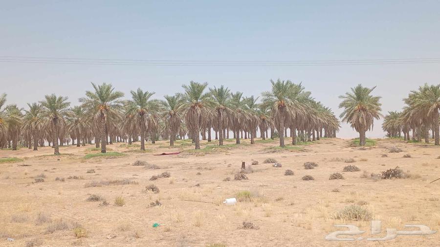 نخل للبيع عدد 870 نخله 500 نخله سكري 350 نبتت علي 10 فحول64451823290369110