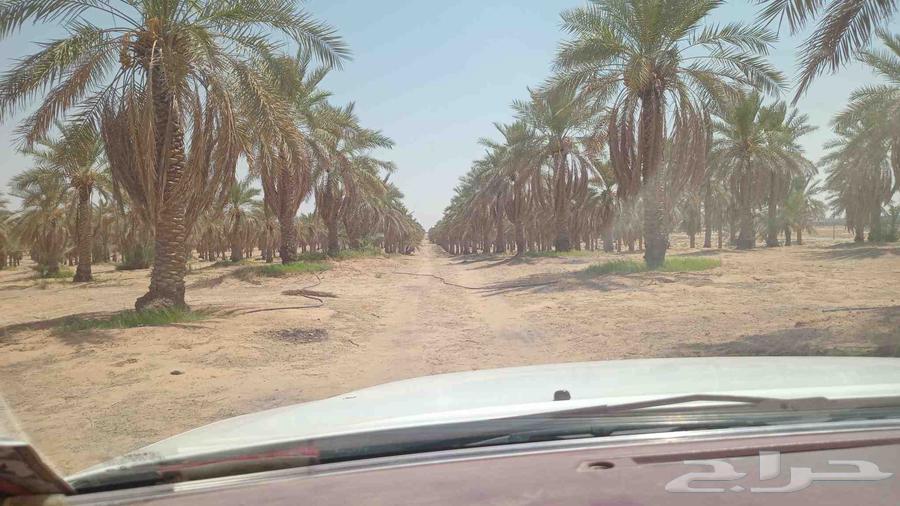 نخل للبيع عدد 870 نخله 500 نخله سكري 350 نبتت علي 10 فحول64451823290369112