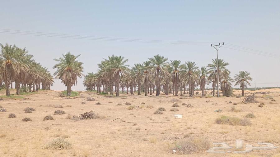 نخل للبيع عدد 870 نخله 500 نخله سكري 350 نبتت علي 10 فحول64451823290369111