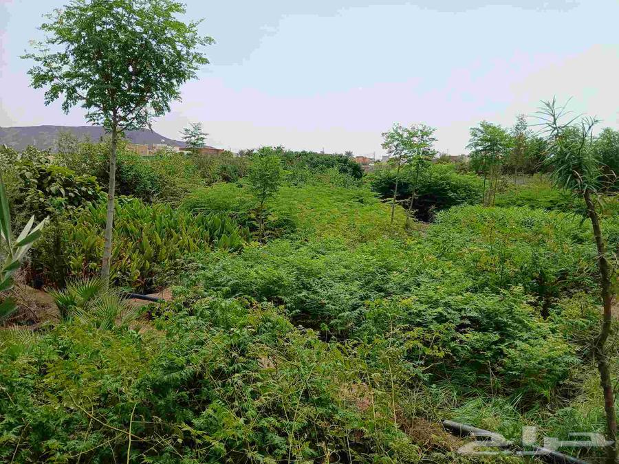 Nursery Clearance in Makkah64459529343489112