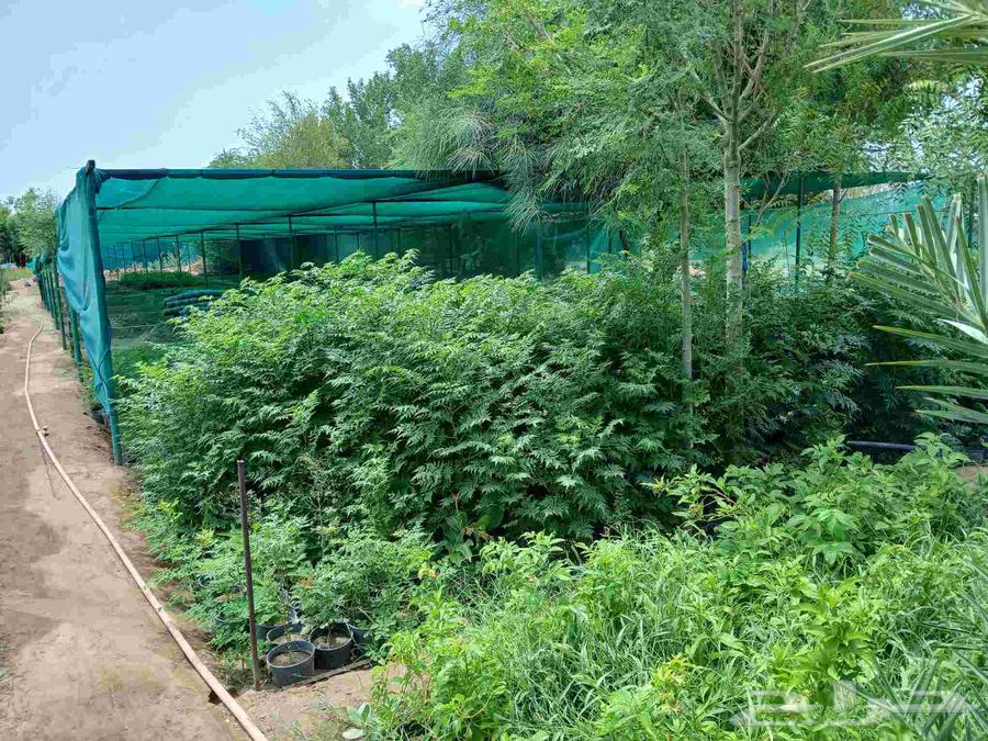 Nursery Clearance in Makkah64459529343489111