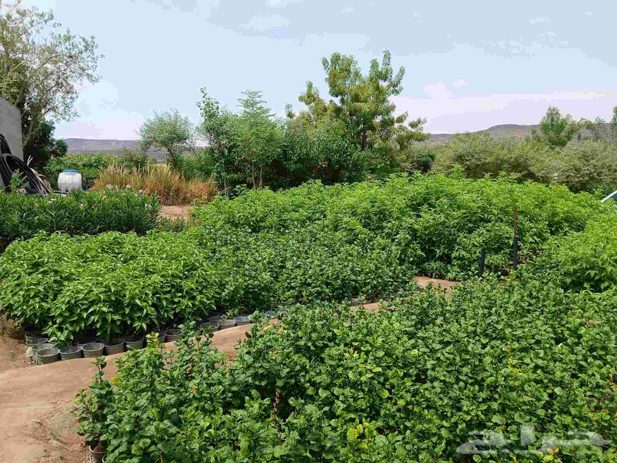 Nursery Clearance in Makkah64459529343489110