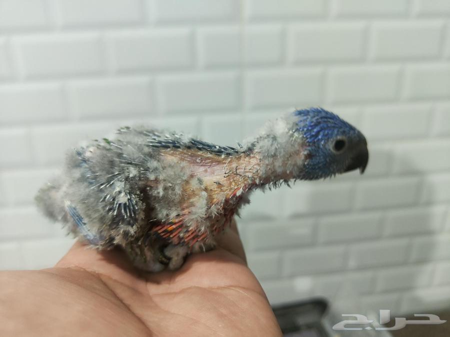 Lori64458289330691111