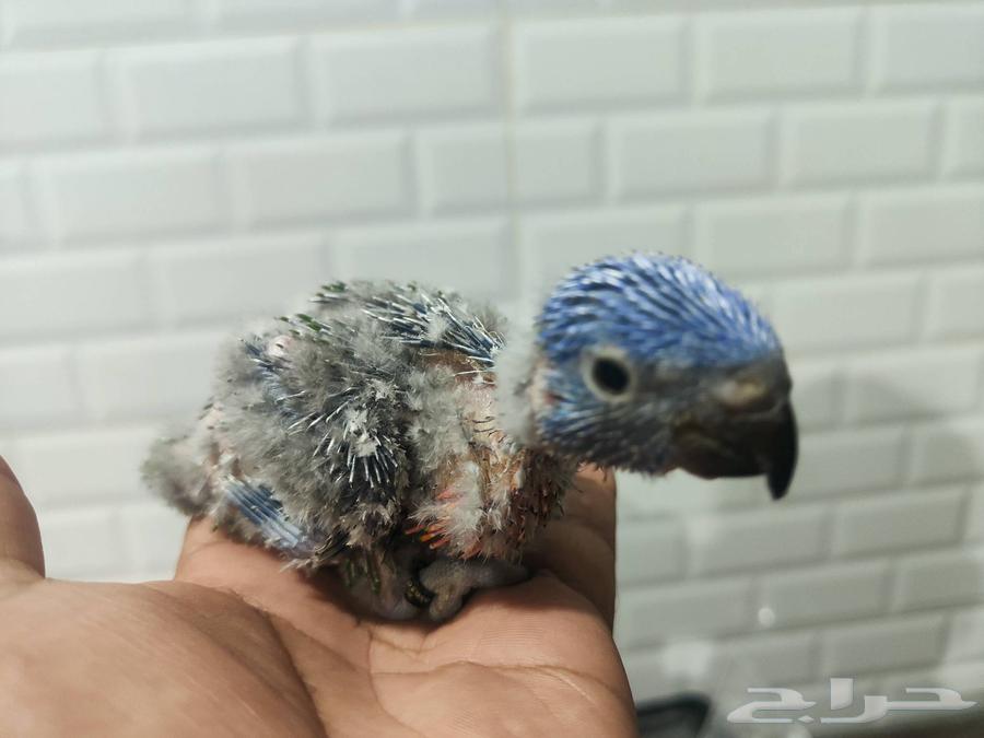 Lori64458289330691110