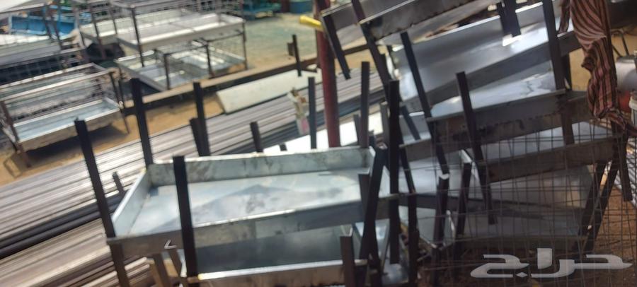 Sheep File 1 6064461282332801111