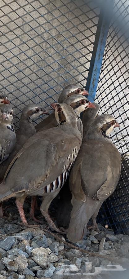 Shneer64460666255618110