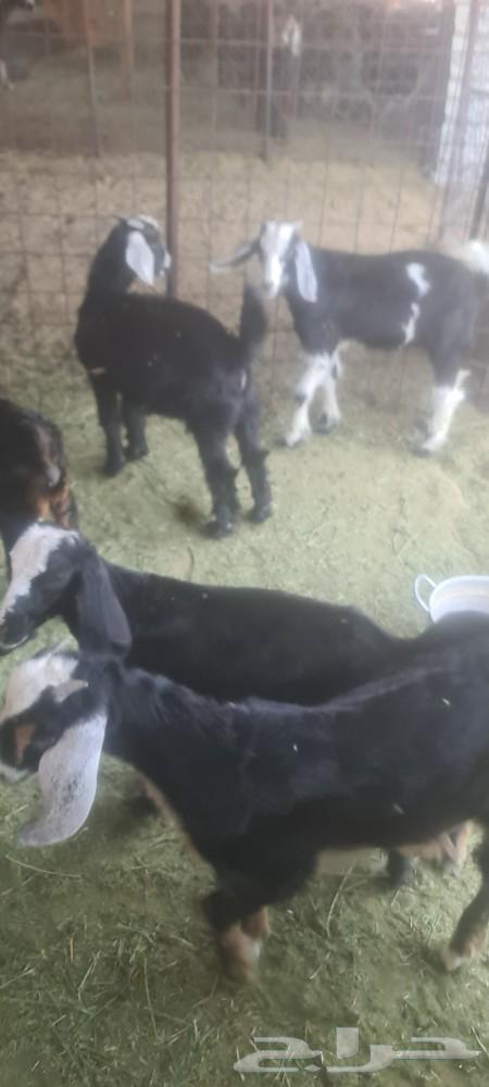 المدينه ملل64460571126273110