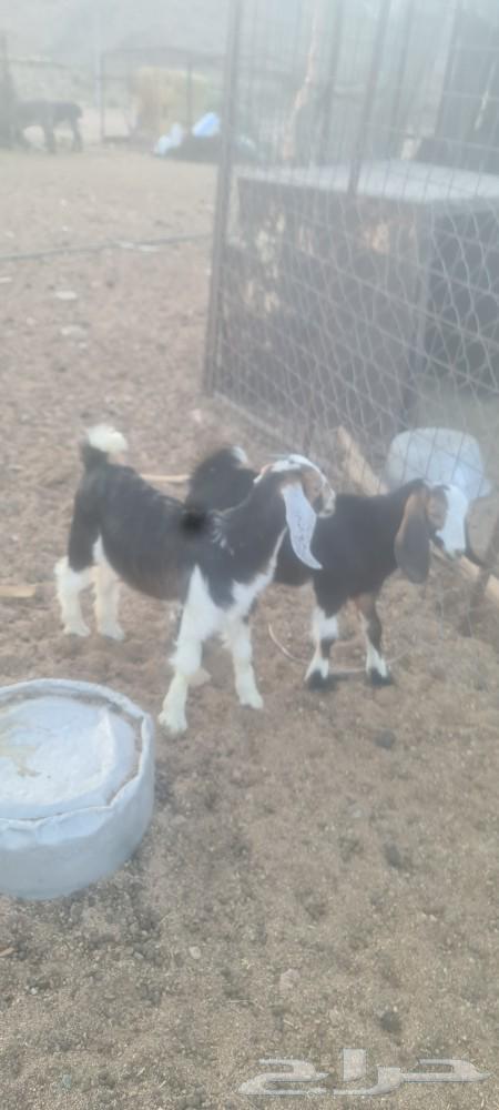 المدينه ملل64460571126273111