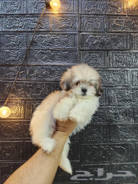 كلب مالتيبو Maltipoo للبيع64460489578754112