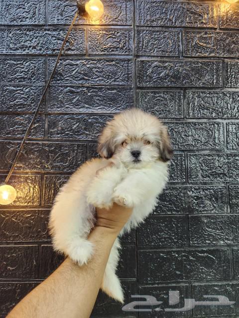 كلب مالتيبو Maltipoo للبيع64460489578754110