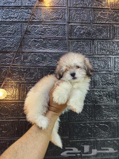 كلب مالتيبو Maltipoo للبيع64460489578754111
