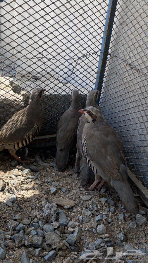 Shneer64460666255618111