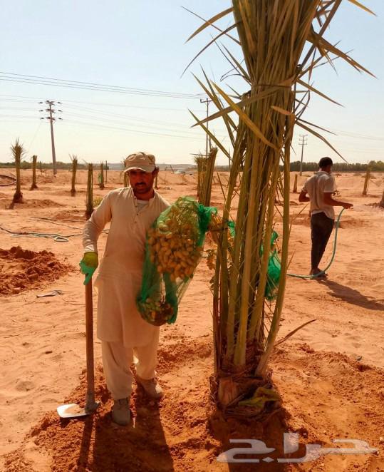 Fruit-bearing palm trees for sale: Nakheel, Jathayth, Al-Khlas, Sukkari, Barhi, Saghli, Shishi, Washingtonia64459154333825114