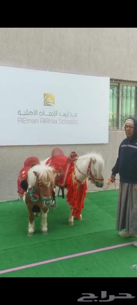 We offer horse, pony, and camel rentals for parties, National Day celebrations, and other events64463723828995114