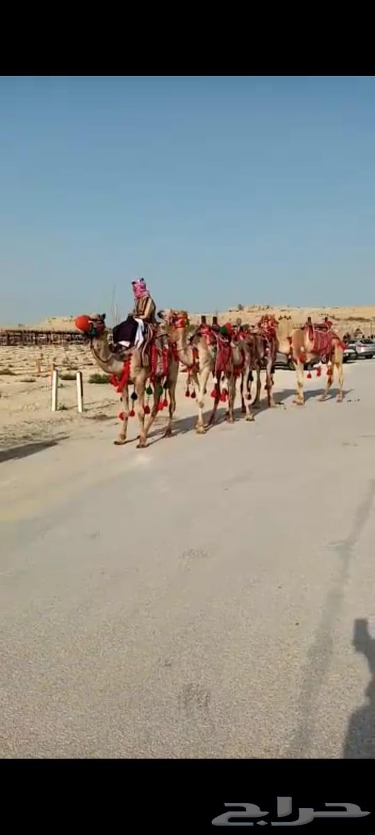 We offer horse, pony, and camel rentals for parties, National Day celebrations, and other events64463723828995113