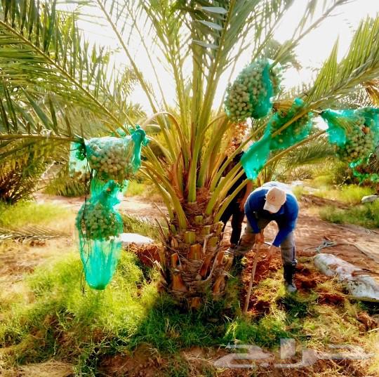 Fruit-bearing palm trees for sale: Nakheel, Jathayth, Al-Khlas, Sukkari, Barhi, Saghli, Shishi, Washingtonia64459154333825111