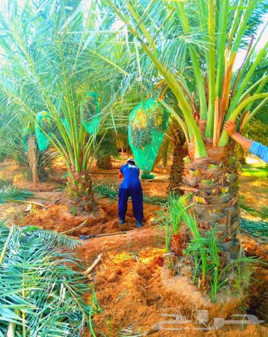 Fruit-bearing palm trees for sale: Nakheel, Jathayth, Al-Khlas, Sukkari, Barhi, Saghli, Shishi, Washingtonia64459154333825113
