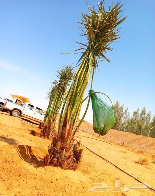 Fruit-bearing palm trees for sale: Nakheel, Jathayth, Al-Khlas, Sukkari, Barhi, Saghli, Shishi, Washingtonia64459154333825112