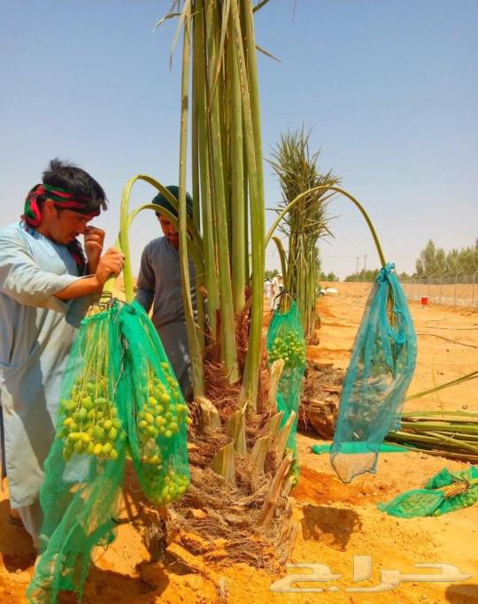 Fruit-bearing palm trees for sale: Nakheel, Jathayth, Al-Khlas, Sukkari, Barhi, Saghli, Shishi, Washingtonia64459154333825110