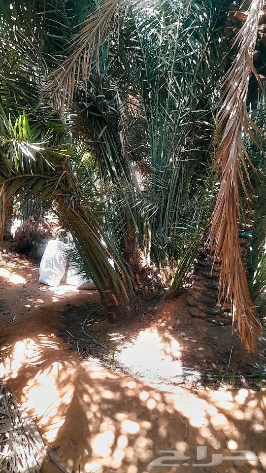 فسايل نخل للبيع64458229271169112