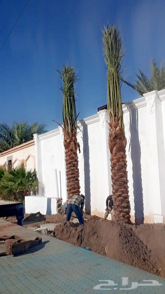 Palm trees for sale in all types and sizes, delivery and planting in Jeddah, Mecca64462239567489110