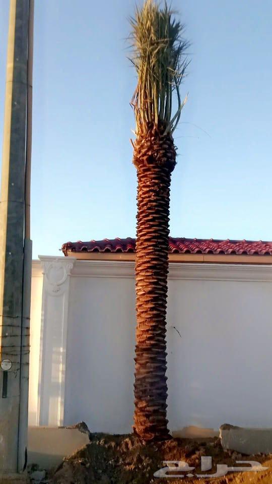 Palm trees for sale in all types and sizes, delivery and planting in Jeddah, Mecca64462239567489114