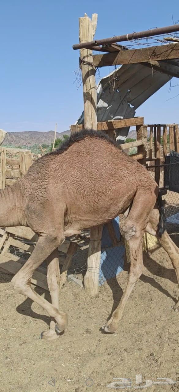 Non-refundable filling, okay64463819779203113